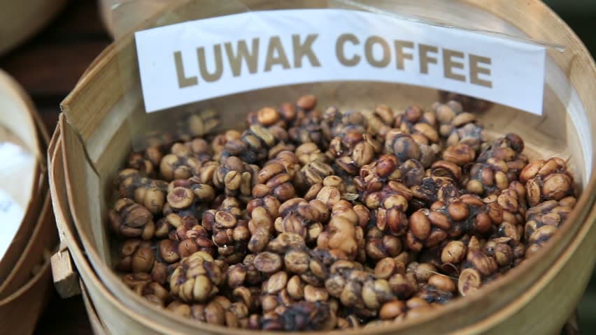 Wild Kopi Luwak: The Coffee Trend Brewing Gains
