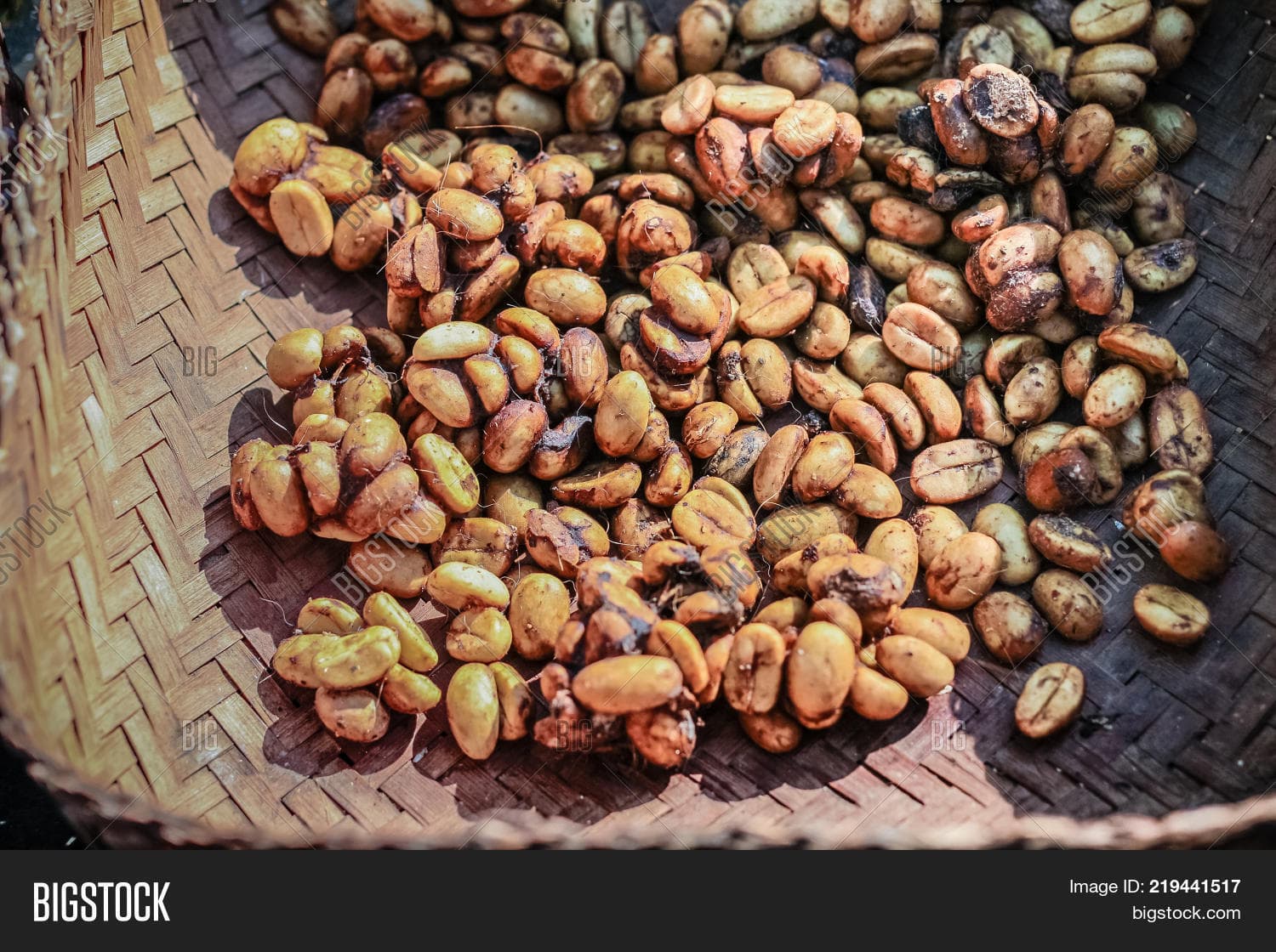 Coffee Made from Poop: Brewing Controversy