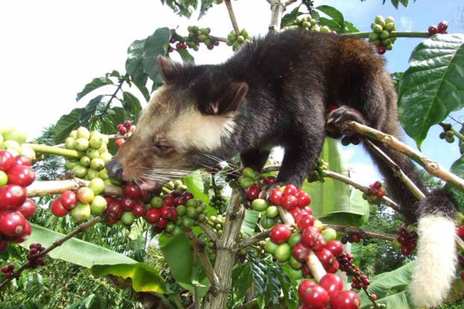 Wild Luwak Coffee: The Exotic Brew for Coffee Lovers